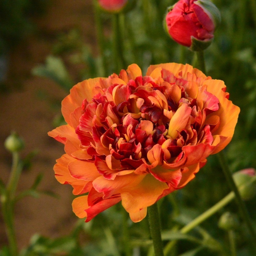 産直】フラワースピリットのラナンキュラス「シャルロット ピンク