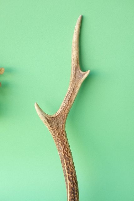 デコール用二ホンジカの角mini・小鹿 - 流木素材市場 阿波遊木