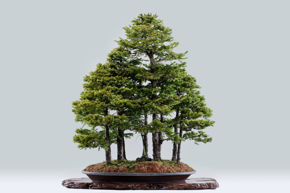 さいたま市大宮盆栽美術館