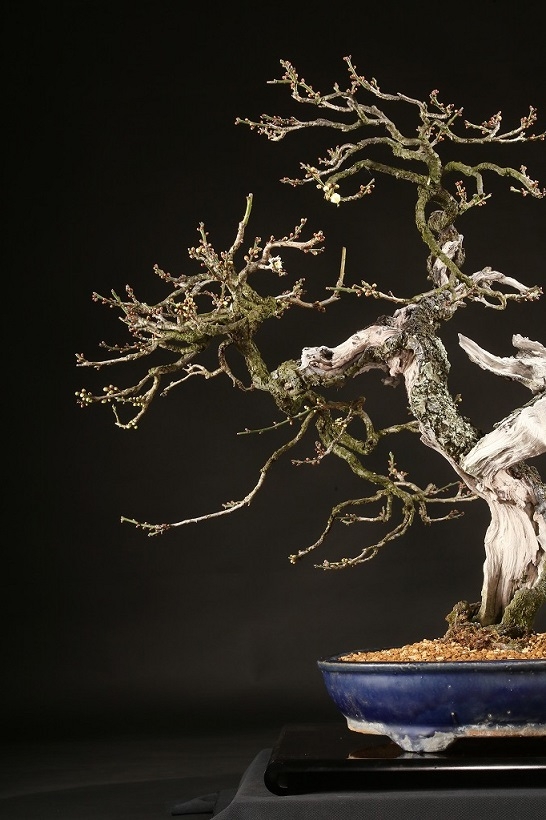 野梅（白一重咲）約100年 | 雨竹亭オンラインショップ