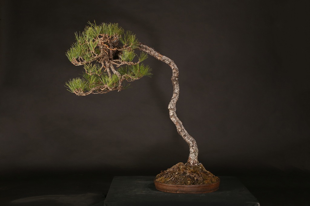 赤松 約100年 | 雨竹亭オンラインショップ