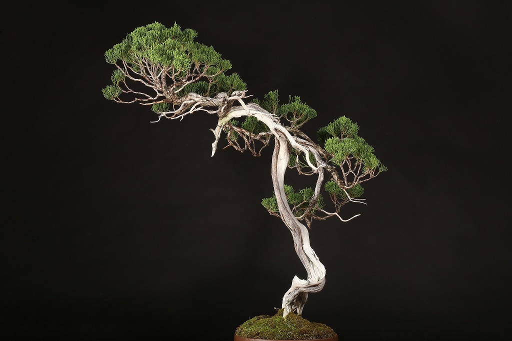 糸魚川真柏 約80年 | 雨竹亭オンラインショップ