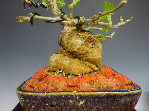 桑 【 25 B ― 06 】 - 小品盆栽専門店 湘風園オンラインショップ