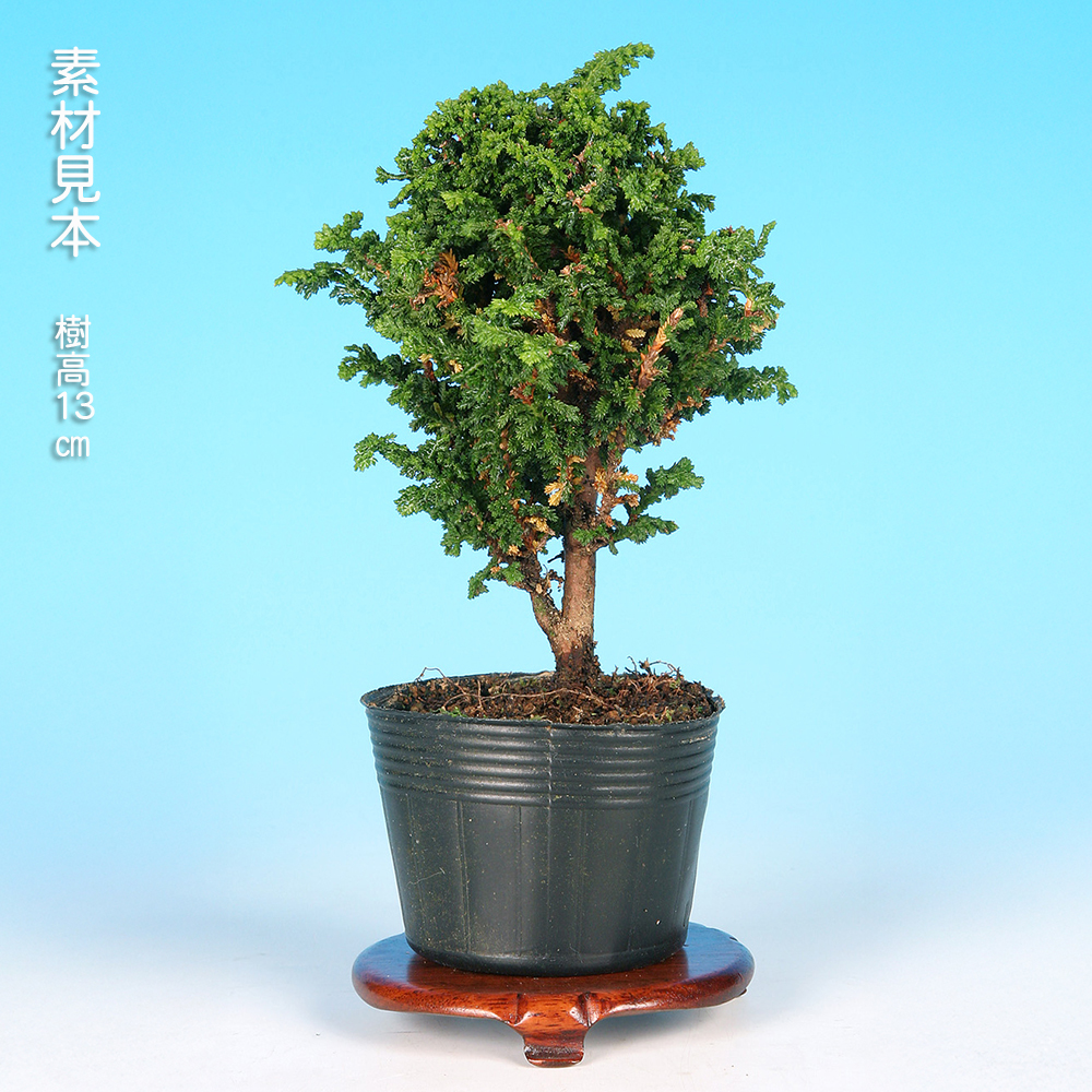 石化桧 | 盆栽、盆栽書籍、盆栽鉢の通販│近代出版