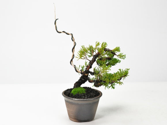 真柏の盆栽 万古焼金吹鉢を販売｜入門は盆栽妙 – 盆栽妙 本店