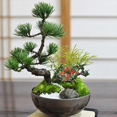 コレクション – 盆栽妙 本店