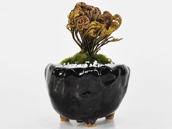 イワヒバ 岩檜葉の盆栽を販売｜盆栽妙 – 盆栽妙 本店