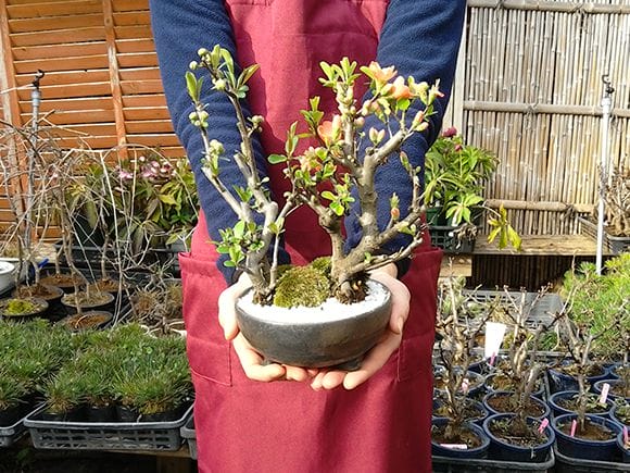 樺長寿と白寿の紅白2本立ちの盆栽を販売｜盆栽妙 – 盆栽妙 本店