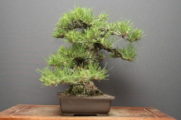 黒松 中品盆栽 樹齢30年の一点物盆栽を販売｜盆栽妙 – 盆栽妙 本店