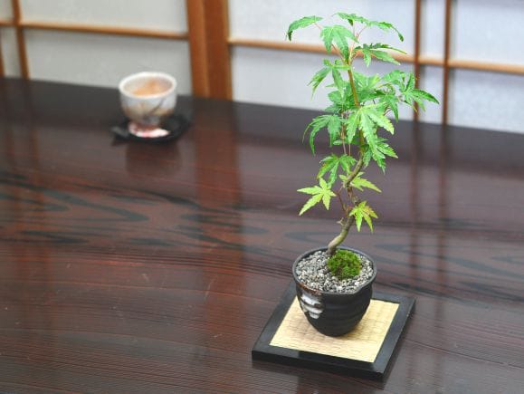 曲がりもみじの盆栽を販売｜盆栽妙 – 盆栽妙 本店