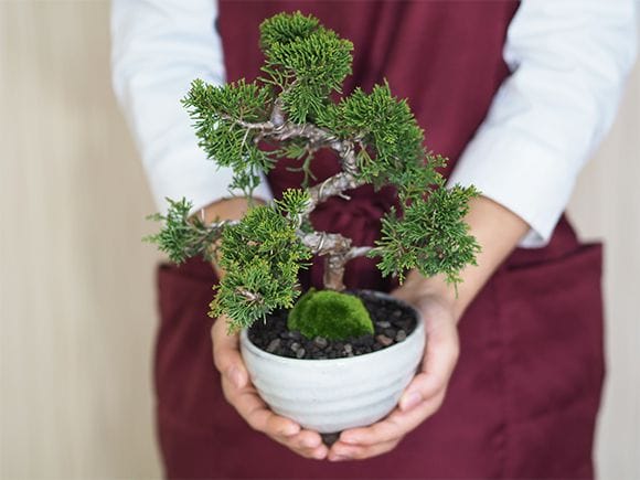 真柏｜盆栽妙 – 盆栽妙 本店
