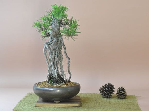 根上がりの黒松盆栽の盆栽を販売｜入門は盆栽妙 – 盆栽妙 本店