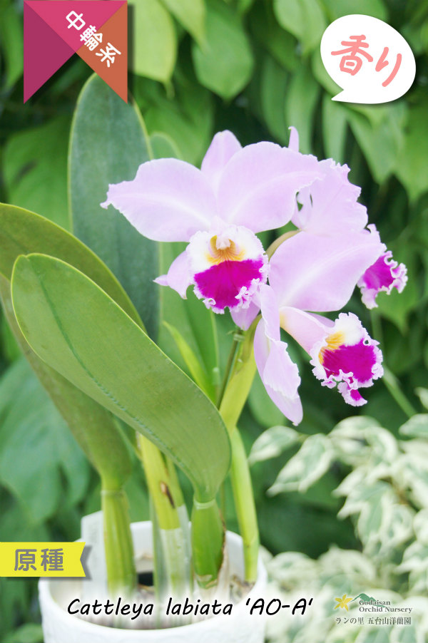 カトレアを代表する原種カトレア】C.labiata 'AO-A' （原種）カトレア