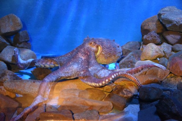 空気読むタコ – 男鹿水族館GAO