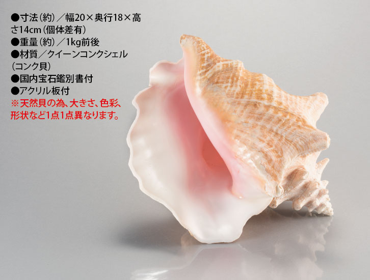 クイーンコンクシェル（大）ー三宝堂オンラインショップ