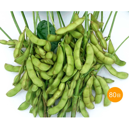 黒の極み[枝豆]※2026年今期品切れ - e-種や｜国内最大級の野菜種・花種