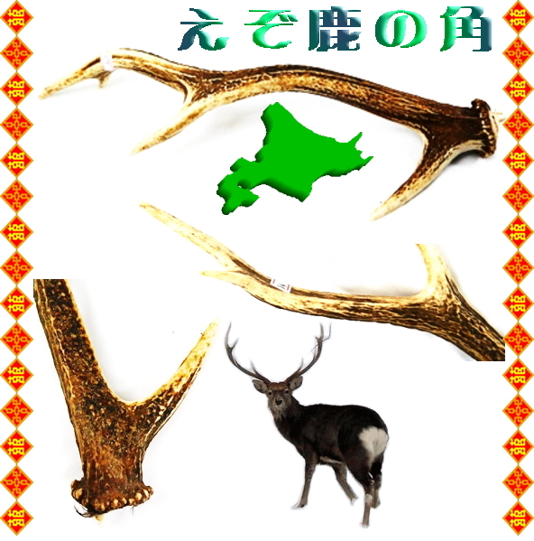 えぞ鹿の角 加工用 北海道産天然鹿角 中国茶・中国茶器など厳選した銘