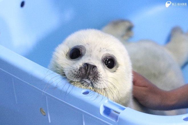 えのすい初！ ゴマフアザラシの赤ちゃん誕生！！ | えのすいトリーター