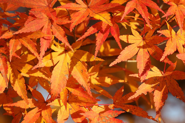 樹木シリーズ22 ヤマモミジ、イロハモミジ、オオモミジ | あきた森