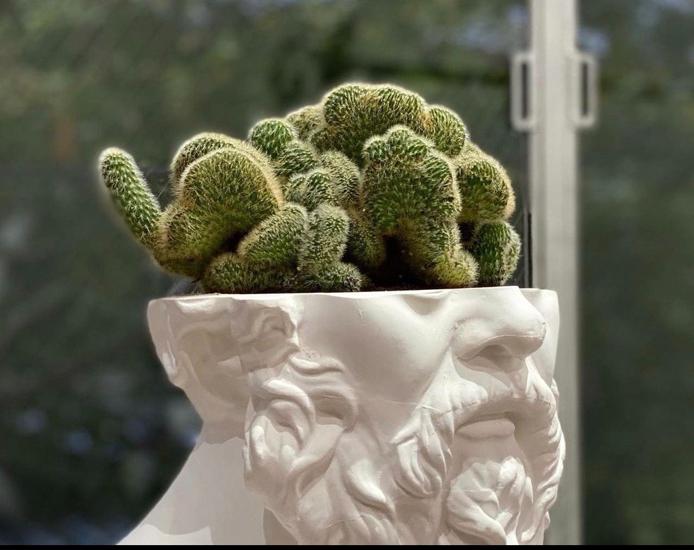 石膏像×多肉植物の新ブランド「エメス」ミロのヴィーナスやソクラテス