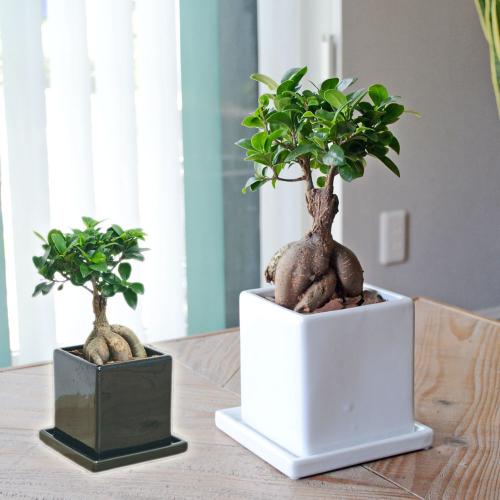 観葉植物の販売・ギフトならフラワーコーポレーション / 観葉植物