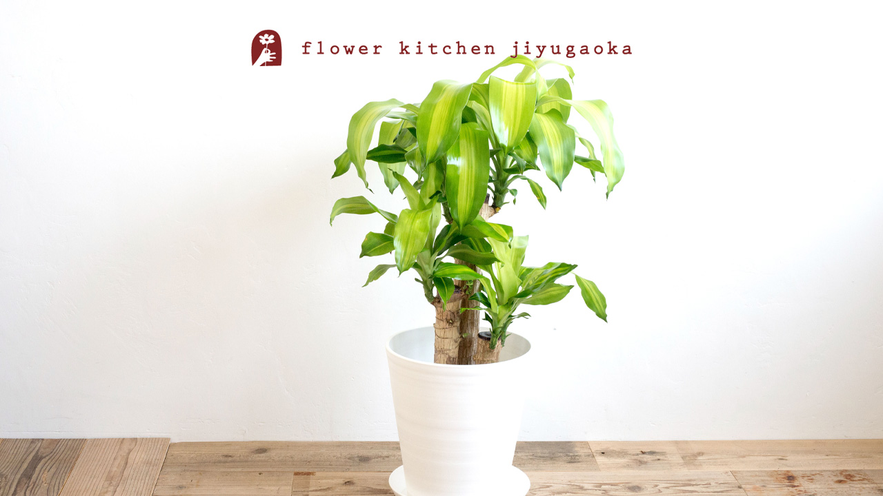 幸福の木（ドラセナ・マッサンゲアナ）の育て方と楽しみ方｜水やり