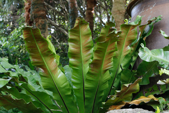 オオタニワタリ | フラワーパークかごしま