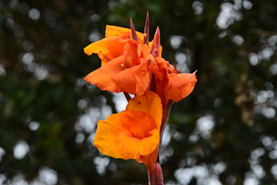 カンナ - 四季折々の草花 - ふるさと種子島