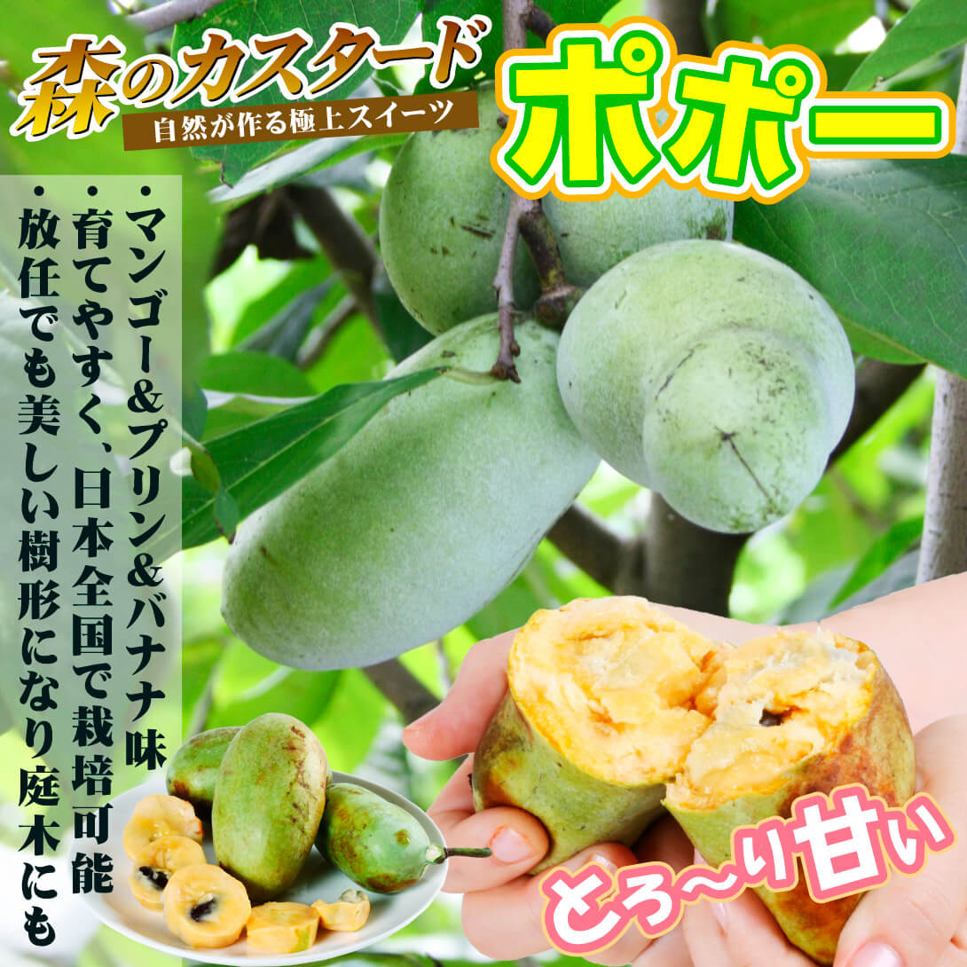 国華園オンラインショップ / 果樹苗 ポポー マンゴー 1株