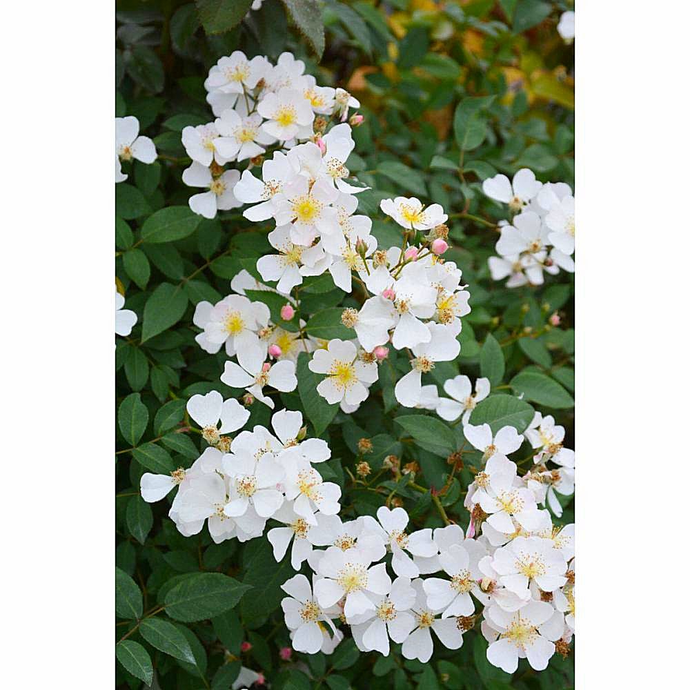 バラ予約】 バラ大苗 ニューサ 予約特典付き 【申込期限：2月22日