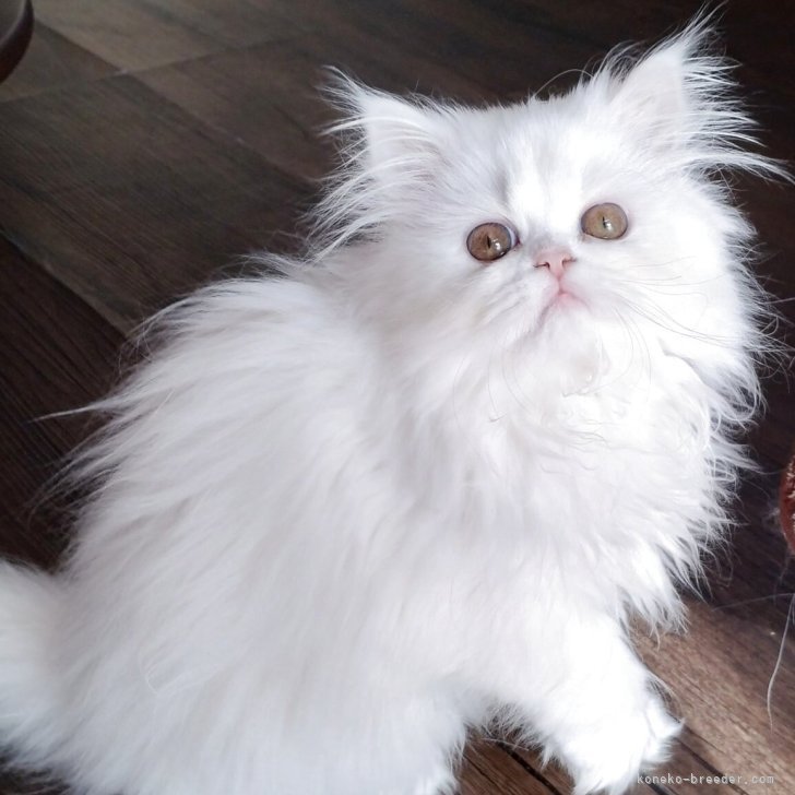 ペルシャ【岡山県・女の子・2025年9月16日・ホワイト】うるうる可愛い