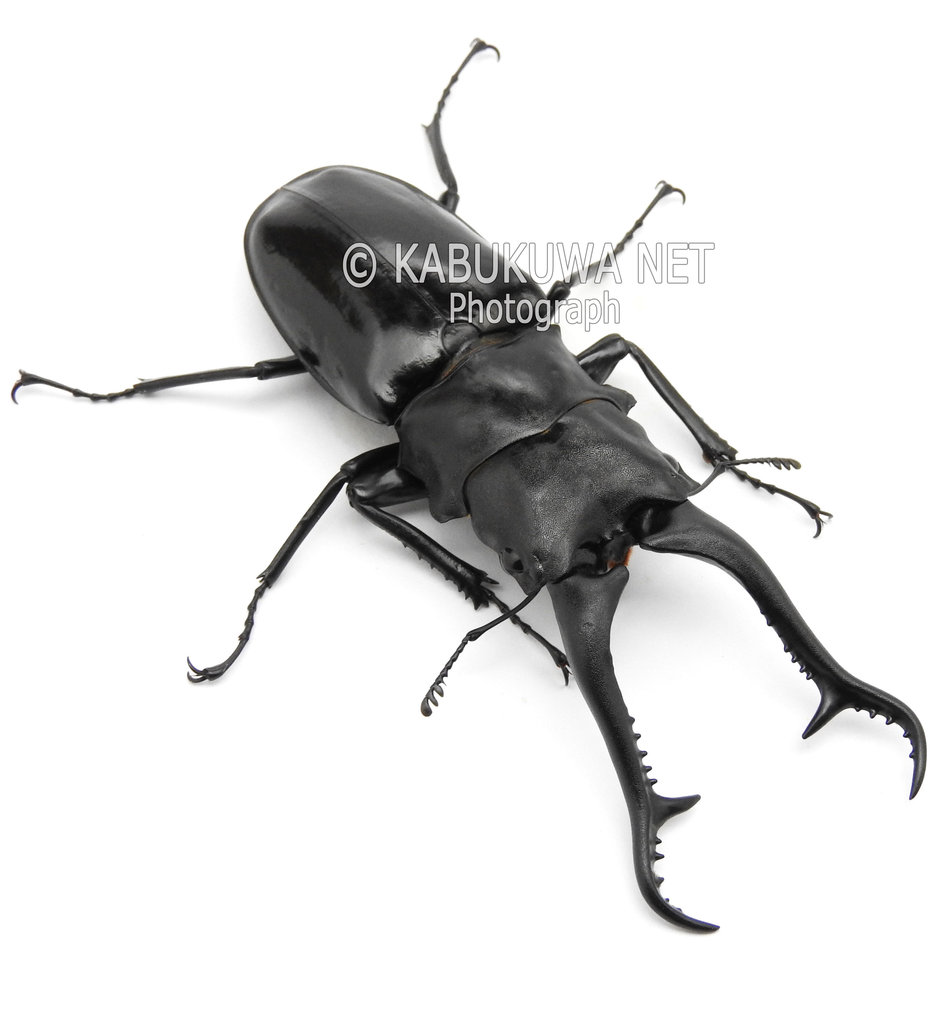 ギラファノコギリクワガタ ♂78－79mm ペア （ケイスケ