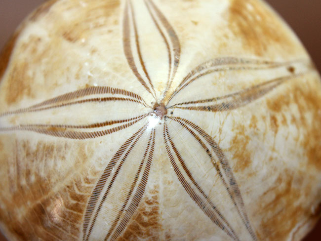 形の良い厳選品。マダガスカル産中生代ジュラ紀のウニ化石