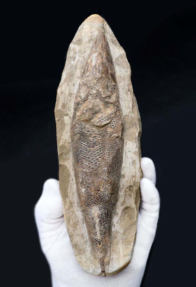 立派な個体、鱗の保存状態にご注目ください！1億年以上前の絶滅古代魚