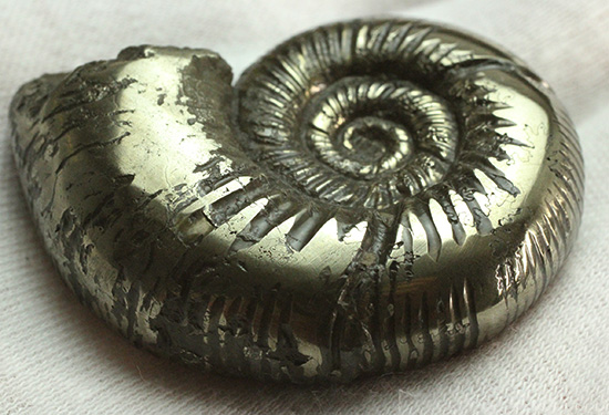 真鍮色に輝くパイライトアンモナイト、イギリスオックスフォード産