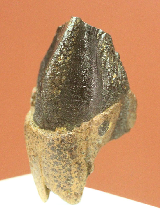 保存状態に注目！本来の形を存分に楽しめる、希少なトリケラトプスの歯