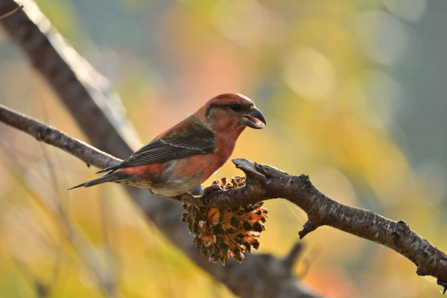 ニコン NIKKOR Z 600mm f/6.3 VR S レビュー｜機動力抜群の野鳥撮影