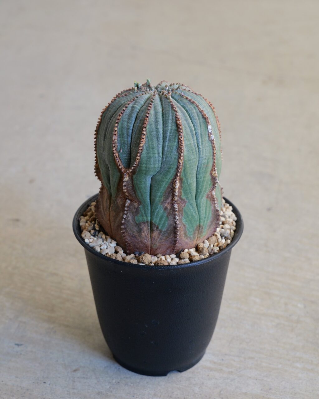 オールド】ユーフォルビア・オベサ Euphorbia obesa – HANS 多肉植物と