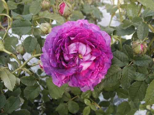 オールドローズ強香大苗 ベル ドゥ クレシー Herb&Rose バラ苗販売