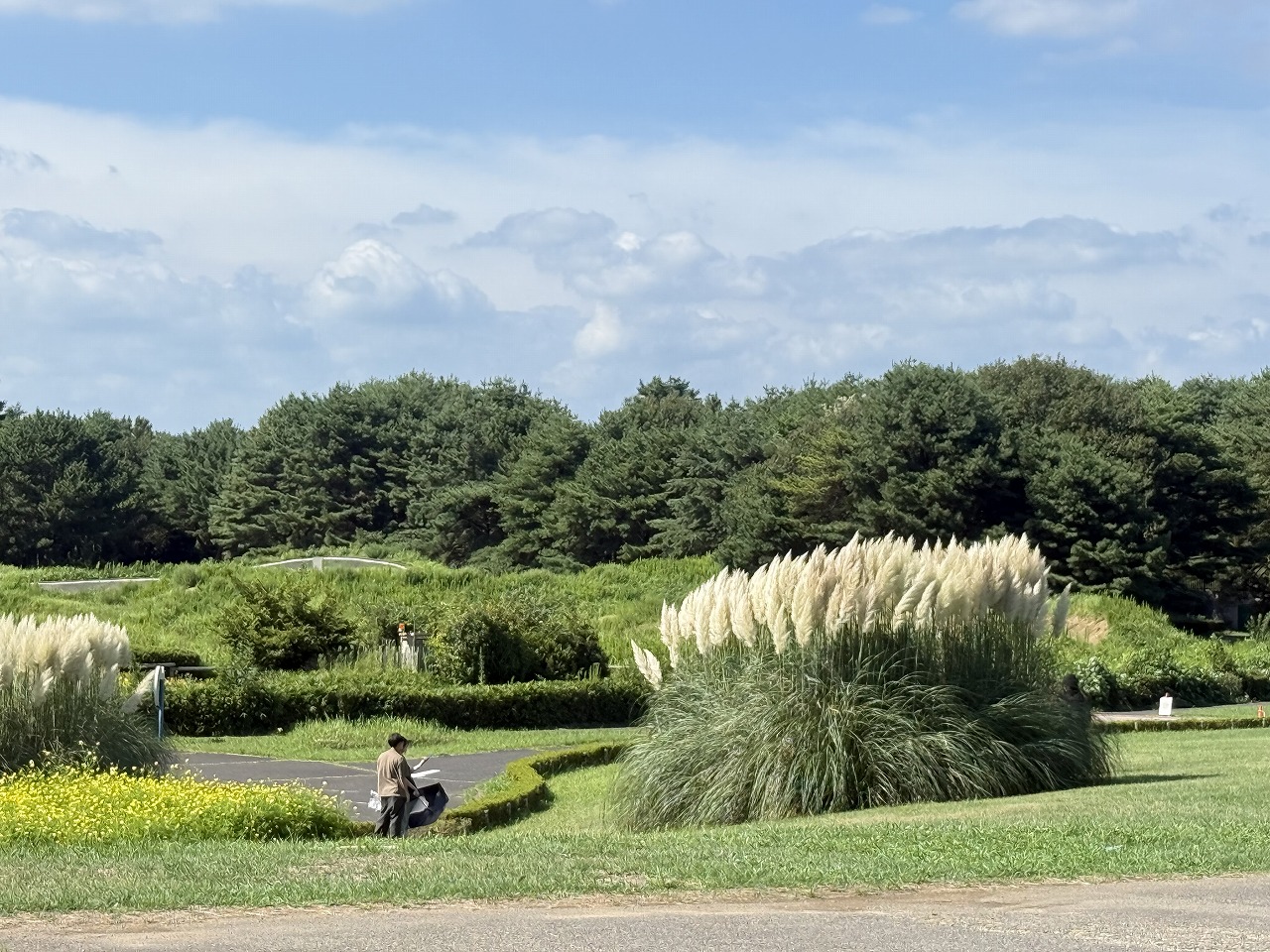 秋の植物情報》パンパスグラスが見頃を迎えています | 国営ひたち海浜