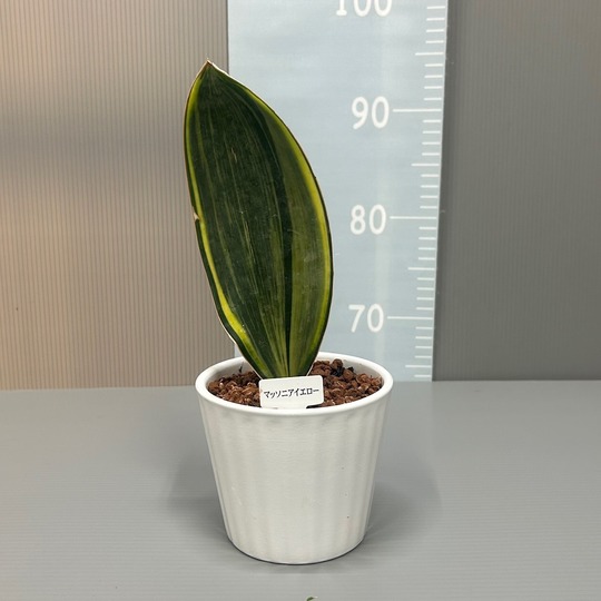 サンスベリア マッソニアイエロー イナガーデン｜空間を彩る観葉植物や