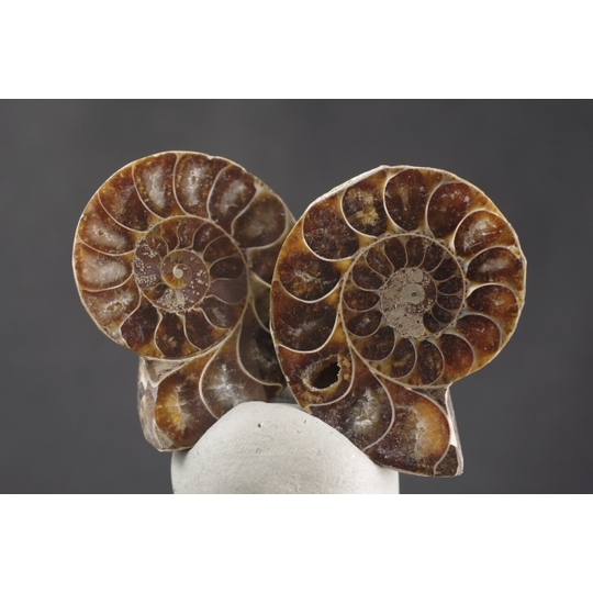 ペアアンモナイト化石 天然石販売 名取貴石 天然石・国産原石の専門店