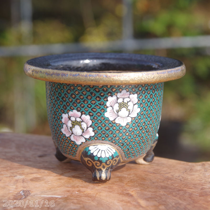 山野草の石田精華園 / 富貴蘭錦鉢