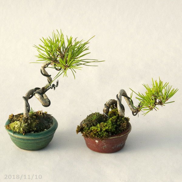 山野草の石田精華園 / 【現品】 豆盆栽 黒松 2鉢 (No.2825) 【松柏盆栽