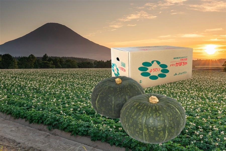 南瓜5玉（約10kg）【JAようてい】: 北海道の特産品|【JAタウン