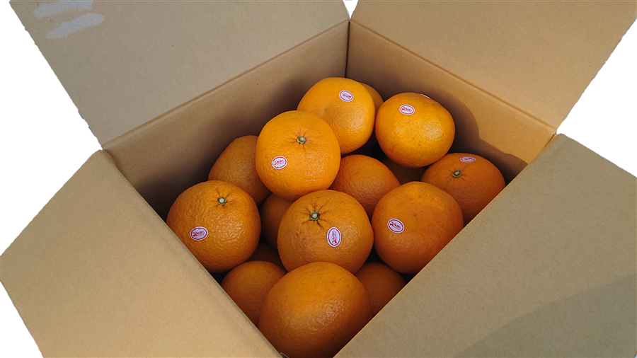 JA静岡市 スルガエレガント10kg箱入 （2Lサイズ）: ブランドショップ