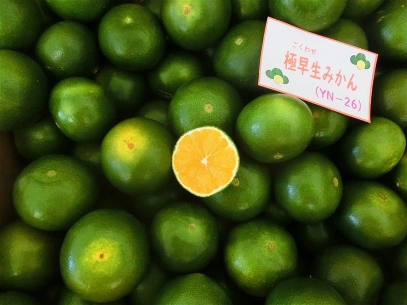 曽和農園】和歌山県下津の極早生みかん(YN26) 約5kg 【サイズ混合】(な
