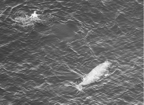 ジュゴンが鳴いている！？/沖縄・辺野古 大浦湾で音を確認/埋め立て