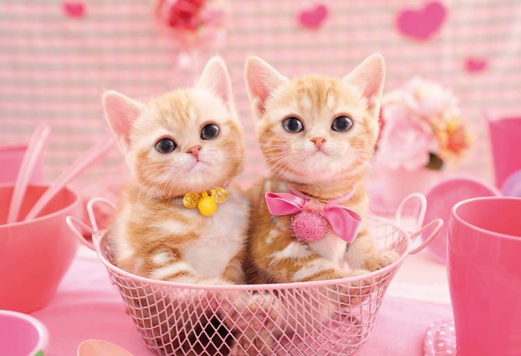 EPO-25-164 ペット・動物 ももいろにゃんこ 300ピース ［CP-VT］ ［CP