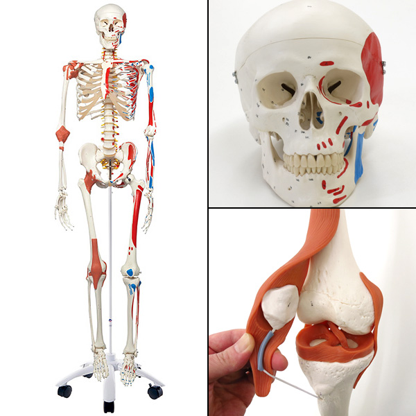 人体模型 全身骨格/靭帯,筋始終表示